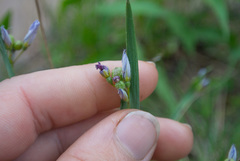 Sisyrinchium montanum