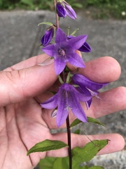Campanula rapunculoides