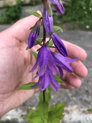 Campanula rapunculoides