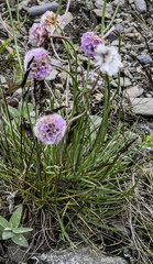 Armeria maritima sibirica