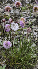 Armeria maritima sibirica
