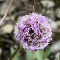Armeria maritima sibirica