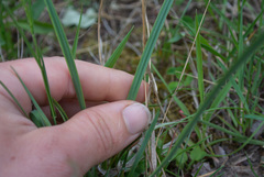 Sisyrinchium montanum