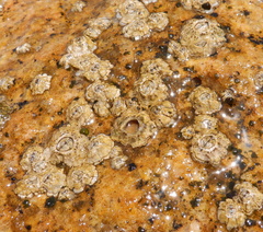 Chthamalus stellatus