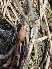 Pinguicula alpina