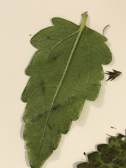 Eupatorium pilosum
