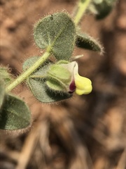 Kickxia spuria integrifolia