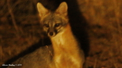 Urocyon cinereoargenteus californicus