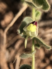 Kickxia spuria integrifolia