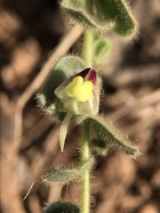 Kickxia spuria integrifolia