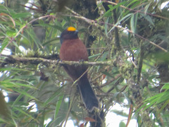 Catamblyrhynchus diadema