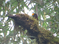 Catamblyrhynchus diadema