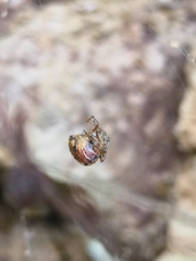 Tidarren sisyphoides