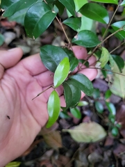 Eugenia biflora