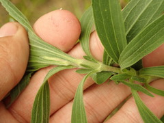 Neolasioptera perfoliata