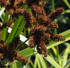 Cyperus alopecuroides