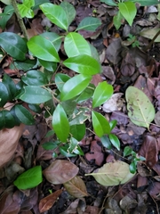 Eugenia biflora