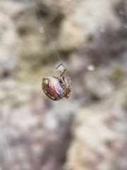 Tidarren sisyphoides