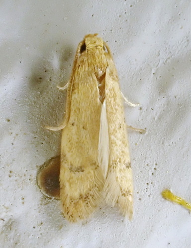 Gerdana Moth photo 3
