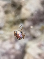 Tidarren sisyphoides