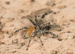 Habronattus amicus
