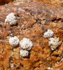 Chthamalus stellatus