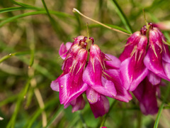 Trifolium brandegeei