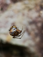 Tidarren sisyphoides