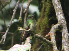 Boissonneaua flavescens