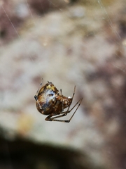 Tidarren sisyphoides