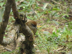 Pyriglena leucoptera
