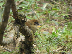 Pyriglena leucoptera