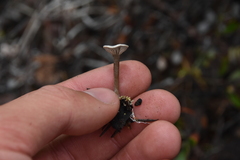 Entoloma undatum
