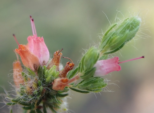 Image of Erica longimontana by (c) Nicola van Berkel, some rights reserved (CC BY-SA)