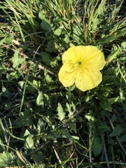 Oenothera flava