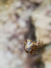 Tidarren sisyphoides