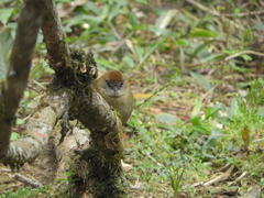 Pyriglena leucoptera