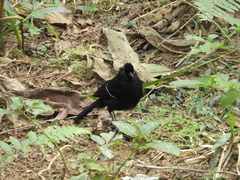 Pyriglena leucoptera