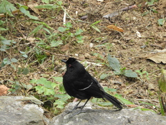 Pyriglena leucoptera