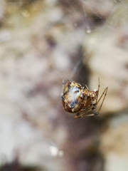 Tidarren sisyphoides