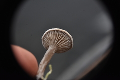 Entoloma undatum