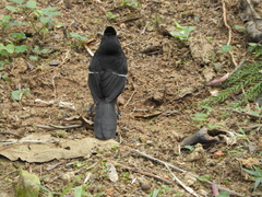 Pyriglena leucoptera