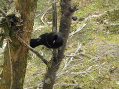 Pyriglena leucoptera