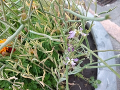 Matthiola longipetala