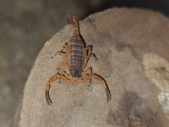 Tityus serrulatus