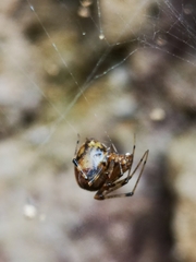 Tidarren sisyphoides