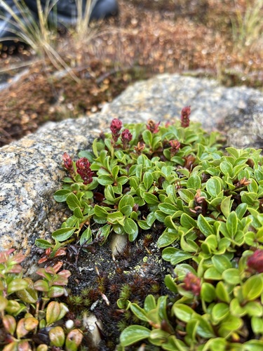 Image of Salix phlebophylla by (c) Brandon Corder, some rights reserved (CC BY)