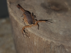 Tityus serrulatus