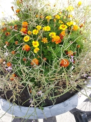 Matthiola longipetala