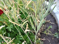 Matthiola longipetala